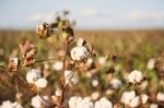 Cotton Field In Oakey, Queensland Stock Photo