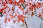 Red Fall Maple Tree Covered In Snow,south Korea Stock Photo