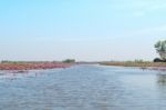 Red Lotus Field Lake In Harn Kumphawapi,udonthani,thailand Stock Photo