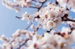 Cherry Blossom With Soft Focus, Sakura Season Background Stock Photo