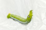 Green Worm White Background Stock Photo