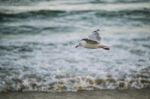 Seagull On The Beach Stock Photo