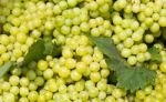 White Wine Grapes Stock Photo