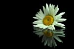 Single Daisy Stock Photo