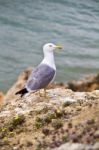 Seagull Bird In The Wild Stock Photo