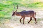 Walking Nyala Stock Photo