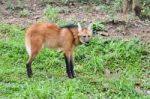 Maned Wolf Stock Photo