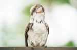 Kookaburra Gracefully Resting During The Day Stock Photo