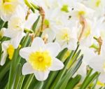 Colorful Tulips In Garden Stock Photo