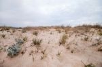 Sand Dunes With Vegetation Stock Photo