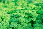 Green Parsley In The Garden For Background Stock Photo