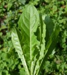 Bouquet Of Leaves From Dandelions Stock Photo