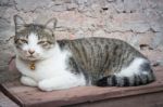 Cat Laying Down Leisure On Wooden Chair Stock Photo