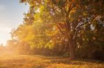 Yellow Tree In Sunny Autumn Morning Stock Photo