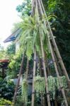 Green Plant In Garden Maintenance Area Stock Photo