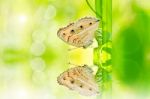 Butterfly In Green Nature Stock Photo