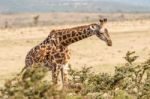 Giraffe In Serengeti Stock Photo