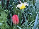 Tulips In The Garden Stock Photo