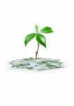 Growing By Money Stock Photo