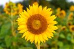 Sunflower Natural Background, Sunflower Blooming In Spring Stock Photo