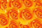 Beautiful Orange Flowers Background Stock Photo