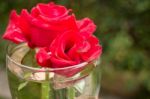 Beautiful Red Rose In Home Garden Stock Photo