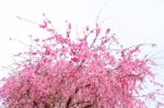 Cherry Blossom, Sakura Flowers Isolated On White Background Stock Photo