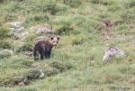 Brown Bear In Asturian Lands Stock Photo