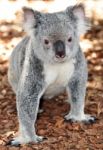 Koala Visit Stock Photo