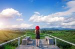 Beautiful Girl With Red Hat In Green Tea Mountain Stock Photo