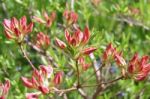 Rhododendron Stock Photo