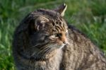 European Wildcat (felis Silvestris Silvestris) Stock Photo