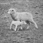 Sheep On The Farm During The Day Stock Photo