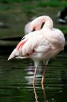 Flamingo Stock Photo