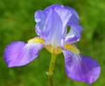 Iris Flower Stock Photo