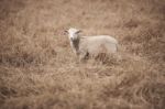 Lamb On The Farm Stock Photo