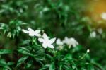 Leaves And Flowers In Rainy Season Stock Photo