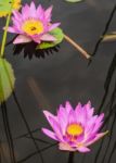 Lotus Flower And Lotus Flower Plants Stock Photo