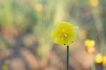 
Xyridaceae Beautiful Field Full Of Yellow Macro For Details Stock Photo