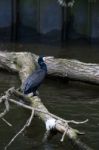 Great Cormorant (phalacrocorax Carbo) Stock Photo