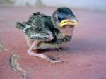 Young Sparrow Stock Photo