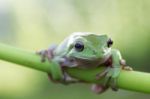 Dumpy Frogs, Dumpy Tree Frogs On Leaves Stock Photo