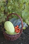 Harvest Time Stock Photo