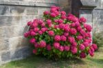 Red Hydrangea Stock Photo