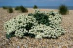 Sea Kale (cramble Maritima) Flowering On The Norfolk Coast Stock Photo