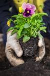 Planting A Shrub Stock Photo