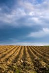 Agricultural Landscape Stock Photo