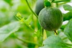 Small Japan Melon (honeydew Melon) In Farm Stock Photo