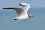 White Seagull In Flight Stock Photo