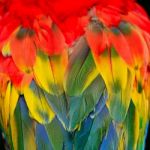 Scarlet Macaw Feathers Stock Photo